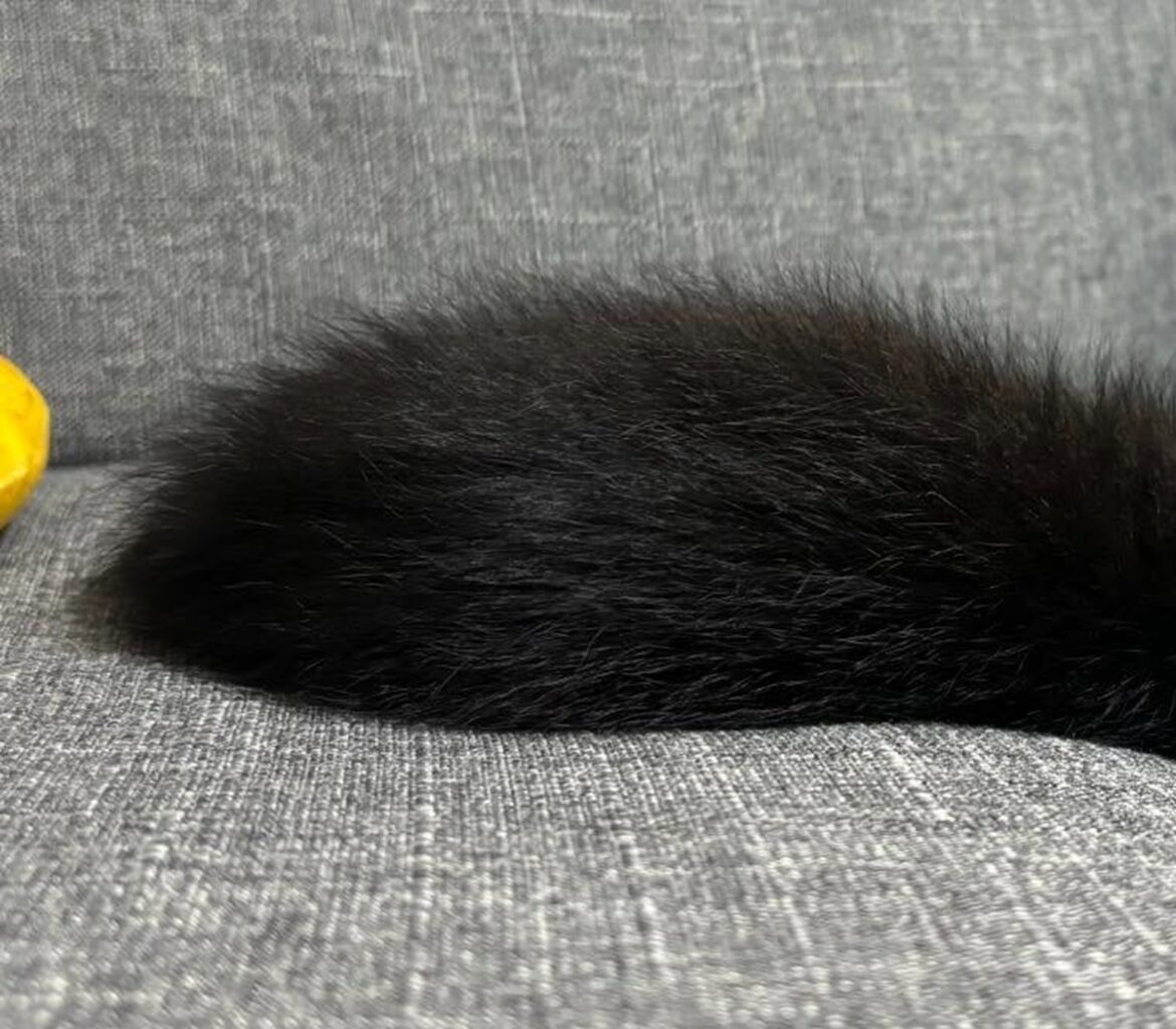 ジジそっくりな黒猫の子猫を保護、すやすやな寝姿から約1年後……　まさかの“ジブリ感”に「たまんねぇ」「かわいすぎる」（1/3） | 猫 ねとらぼ - ねとらぼ