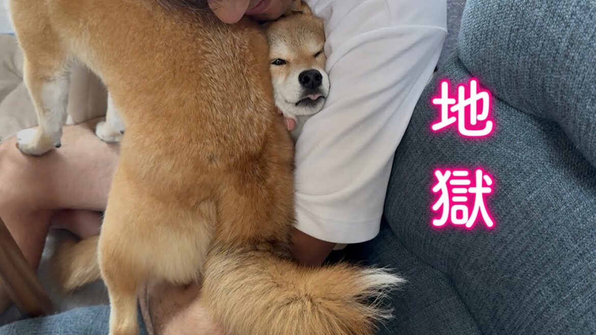 大嫌いな雷が鳴りパパに助けを求めるも二次被害に遭い後悔する柴犬
