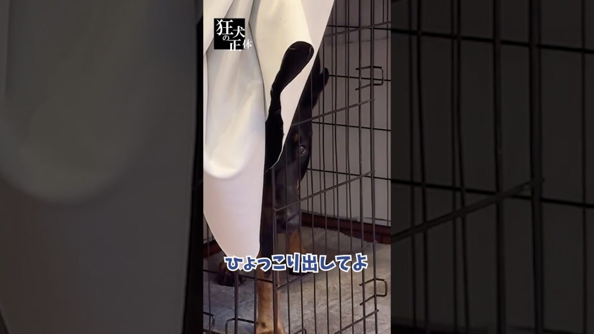 ライブ配信中、視聴者のリクエスに応えないドーベルマン #ドーベルマン #大型犬との暮らし