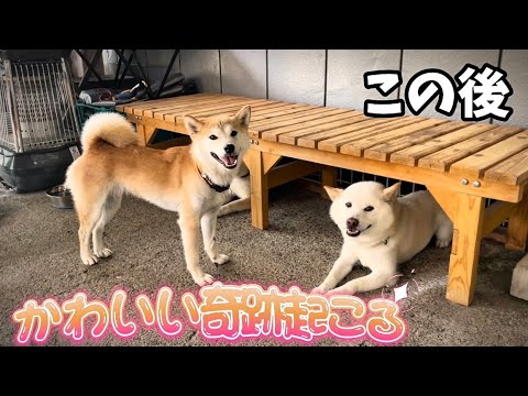 柴犬の娘はいつもムキムキしているのに白柴お父さんに甘えてかわいい奇跡が起こりました! 柴犬の娘はいつもムキムキしているのに白柴お父さんに甘えてかわいい奇跡が起こりました!