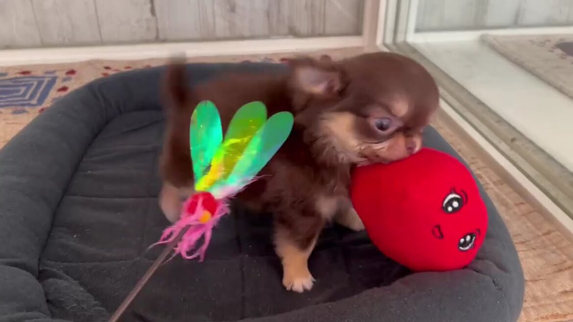 ロングコートチワワ　女の子　2025/4/25生まれ