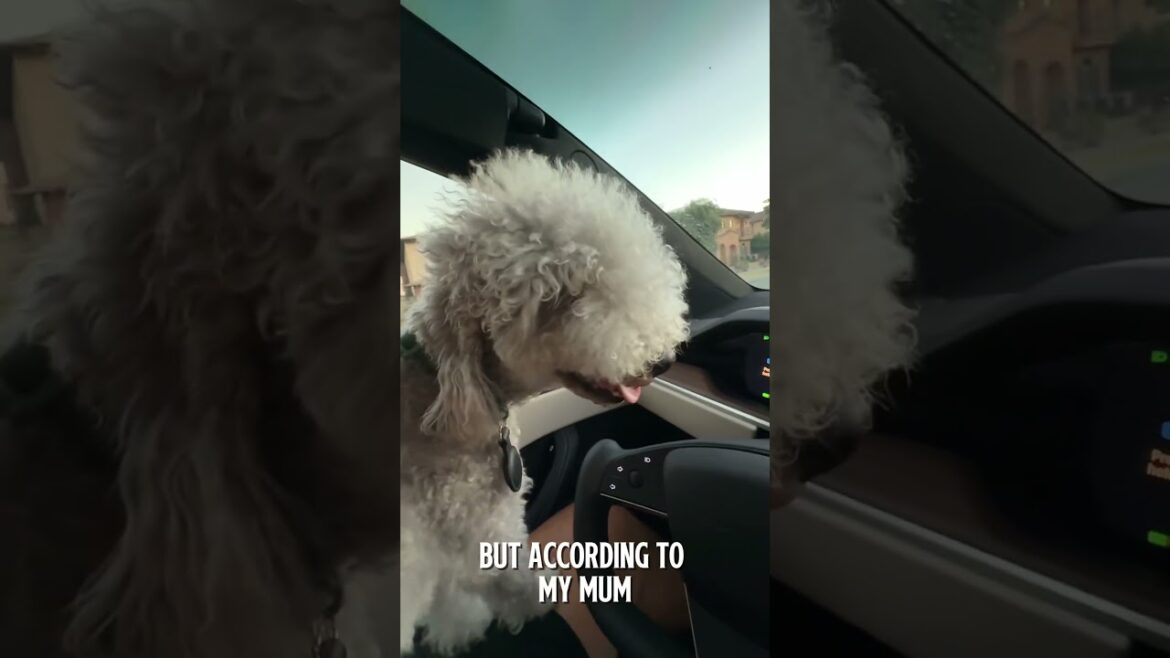 I just a baby #dog #funny #pets #cute #puppy #bedlingtonterrier