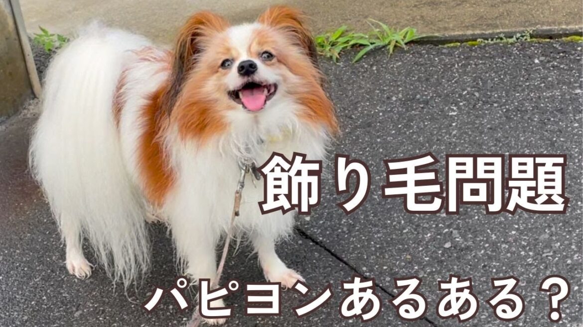 パピヨンあるある！耳の飾り毛、みんなどうしてる？【もなか日記】