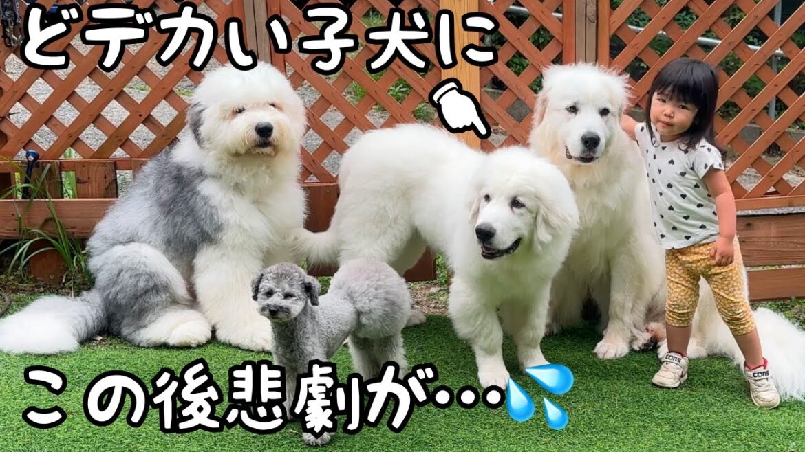 【悲劇】楽しんで遊んでいたところ、突然悲劇に見舞われた子犬が大泣きし始めちゃいました😰｜グレートピレニーズ&オールドイングリッシュシープドッグ&トイプードル