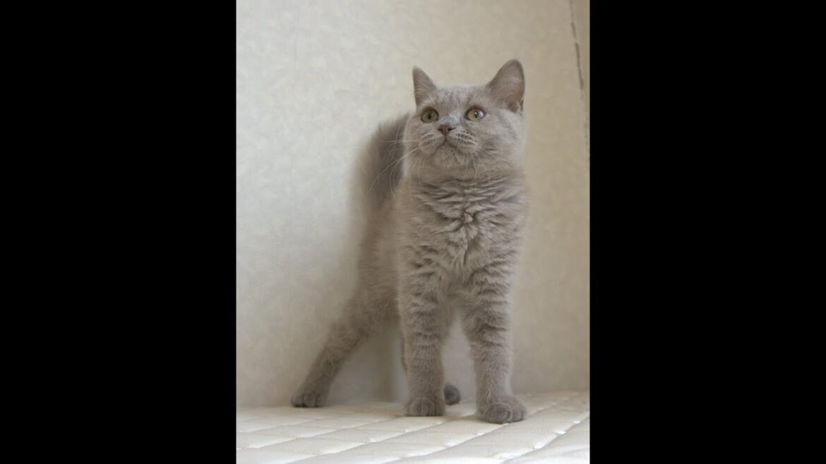 ブリティッシュショートヘアー子猫　British Shorthair　2025.3.20産まれ　ライラック　女の子　シーダキャット猫のお店