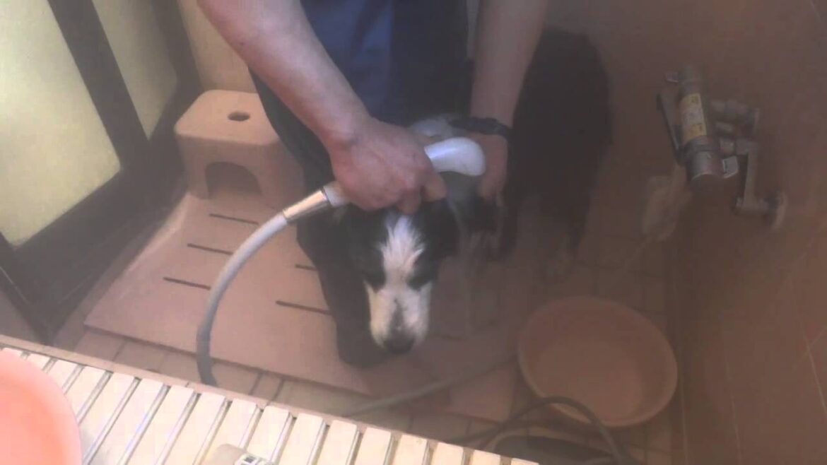 風呂場で中型犬のシャンプーをやってみた。洗い20分、乾燥60分。