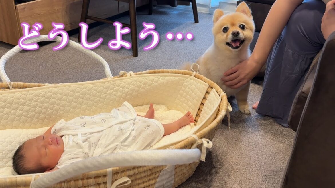 赤ちゃんが生まれたことで、とある問題が発生しました…！