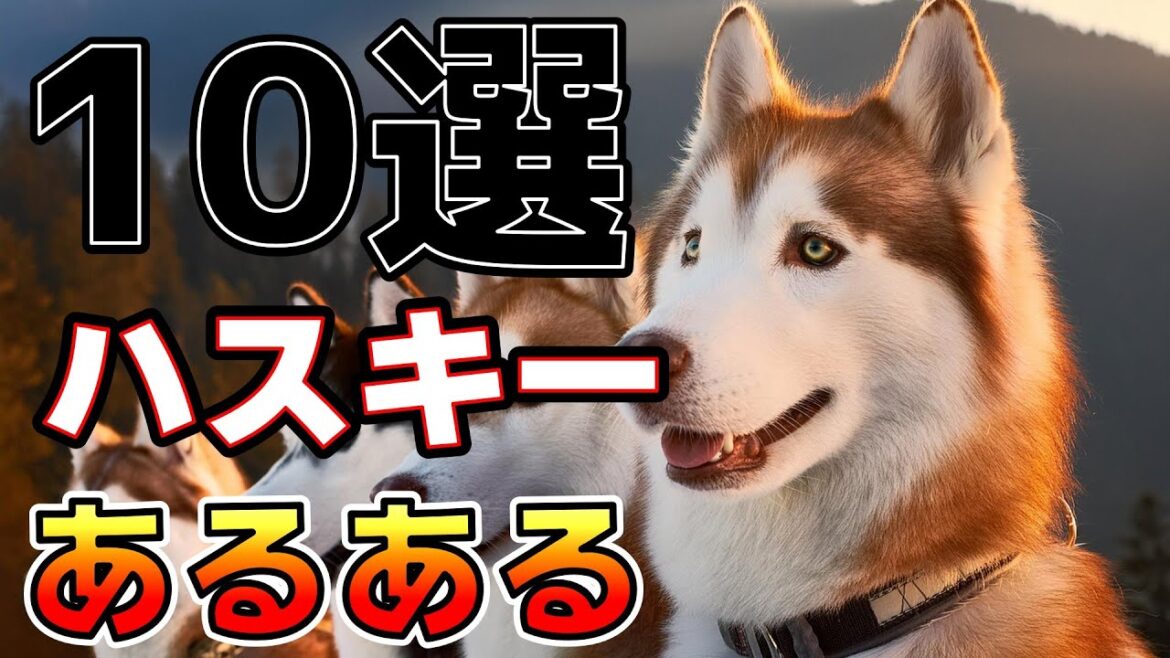 ハスキー犬ファンならわかる！ハスキーのユニークなあるある行動_#世界の犬猫動物CH