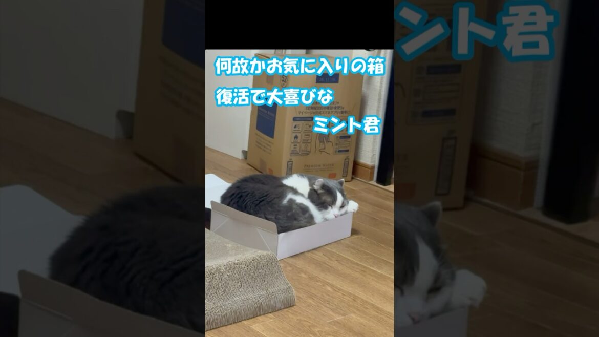 お気に入りの箱復活で大喜びなミント君 #猫のお気に入りの #ミント君 #アメリカンカール #猫動画かわいい