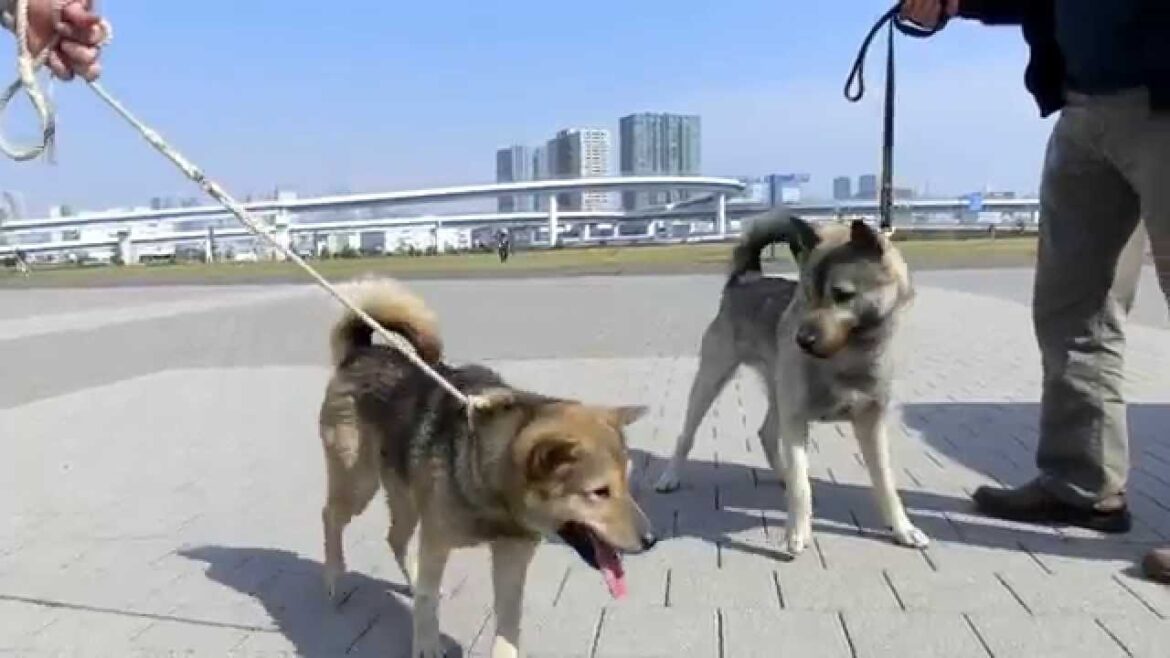 有色紀州犬