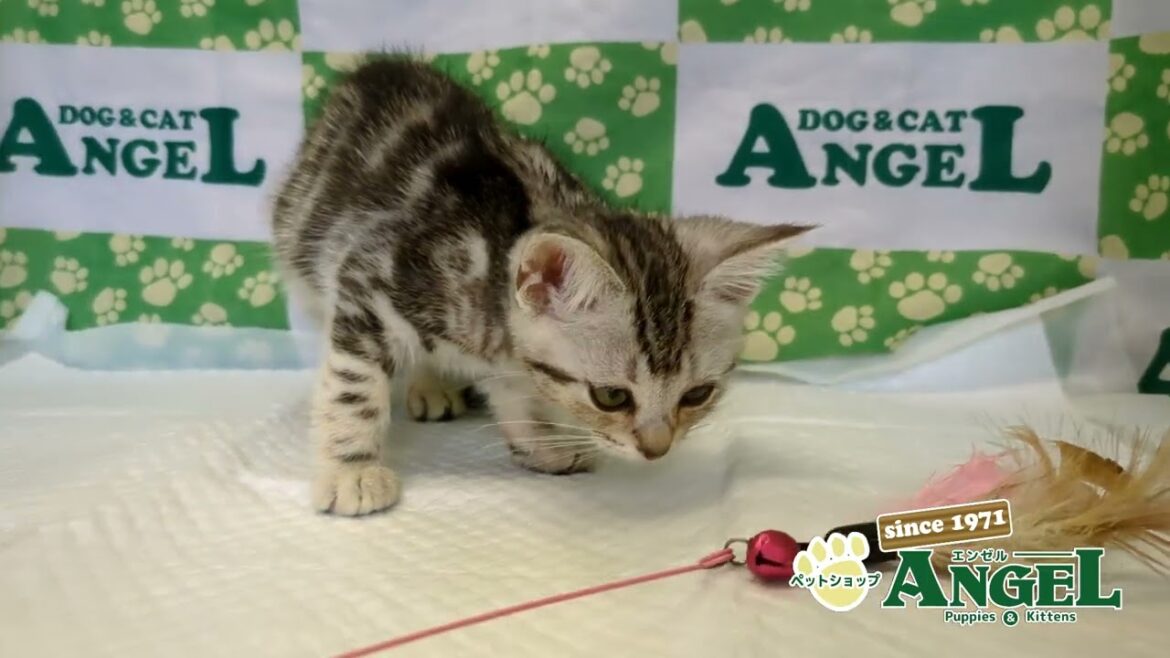 アメリカンショートヘアー 2507001 【ペットショップエンゼル 子犬・子猫販売】 アメリカンショートヘアー 2507001 【ペットショップエンゼル 子犬・子猫販売】