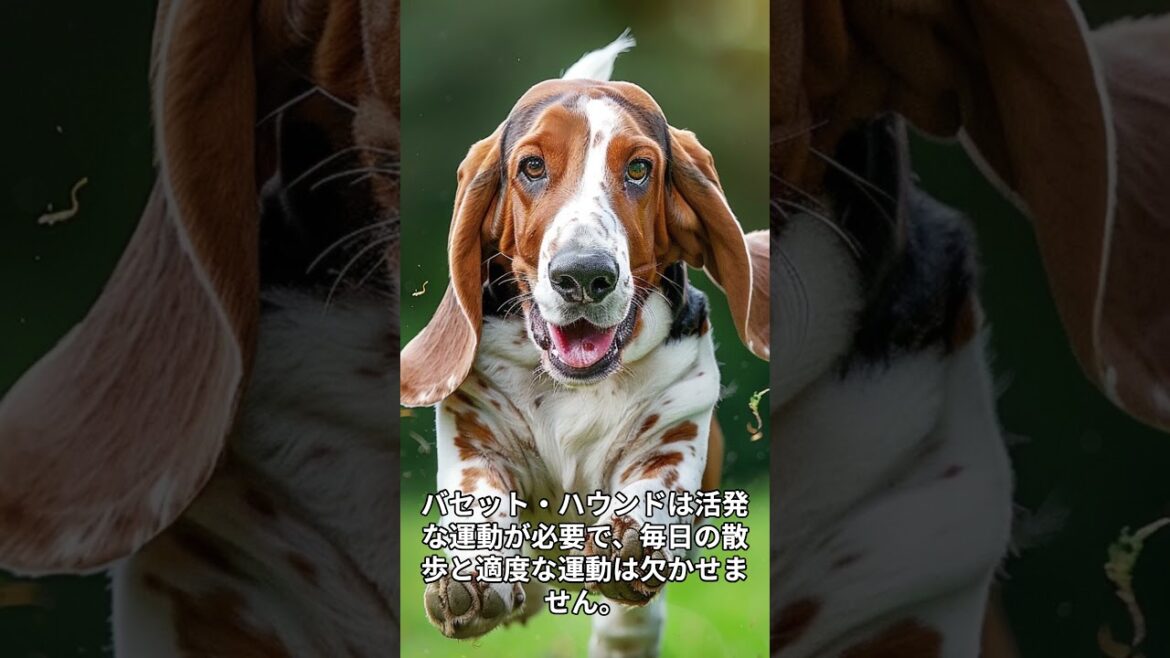 バセットハウンドの魅力！特徴や飼育のコツを解説 #バセットハウンド #ペット #ai