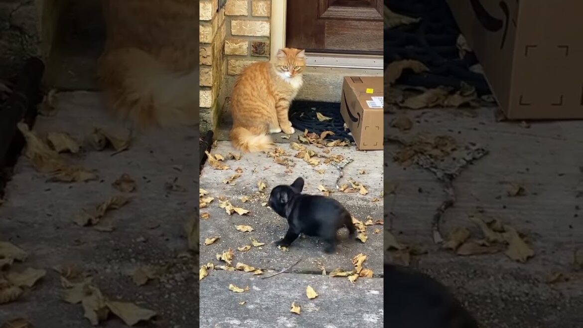 What Kitty think 🐈😺 funniest cat 😂😂 #kitty #puppy #wildlife #funny #shorts