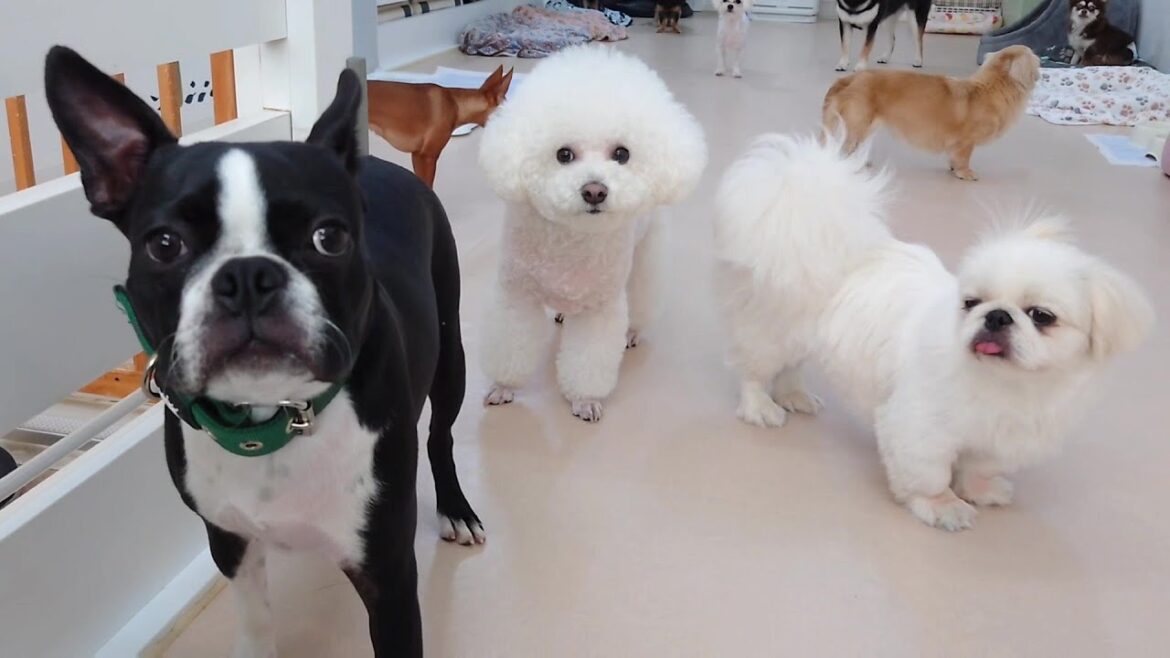 ボストンテリア合流　🐶ひみつきちなう！②🐶  2025年7月3日