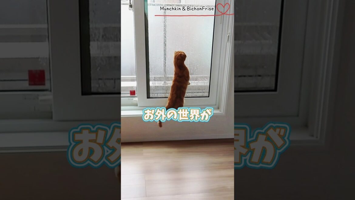 【マンチカン】鳥さんの挑発に負けずにゃるそっくする短足猫 【犬と猫、両方飼ってると毎日かわいい♥】