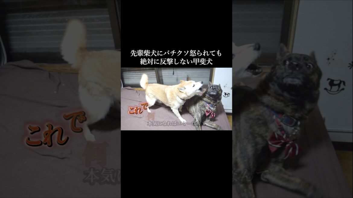 先輩柴犬にバチクソ怒られても反撃しない甲斐犬　#柴犬 #甲斐犬 #shibainu