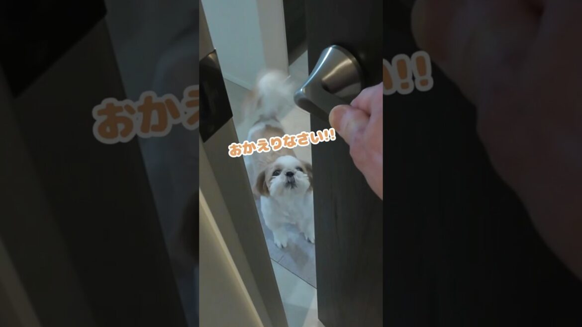 【姉犬】仕事から帰宅した飼い主を全力でお迎えする愛犬【シーズー】