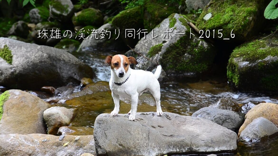 珠雄の渓流釣り同行レポート　2015_6 ジャックラッセルテリア　珠雄　Jack Russell Terrier