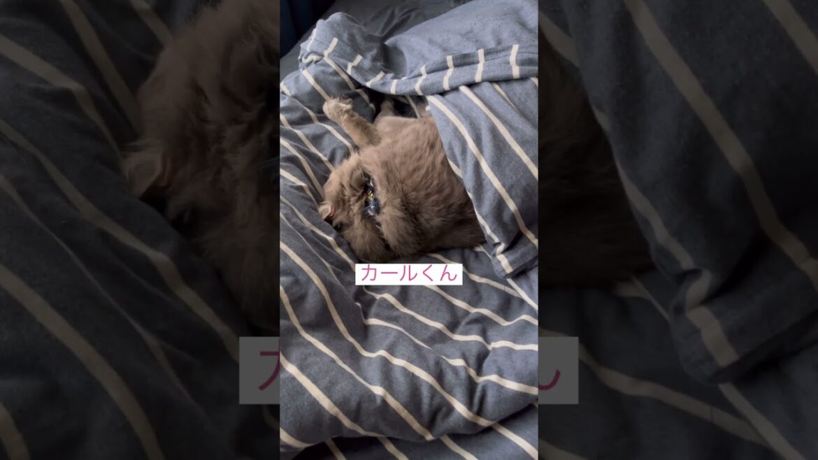 まったりとした朝 #ねこ動画 #アメリカンカール #猫のいる生活 #catlovers