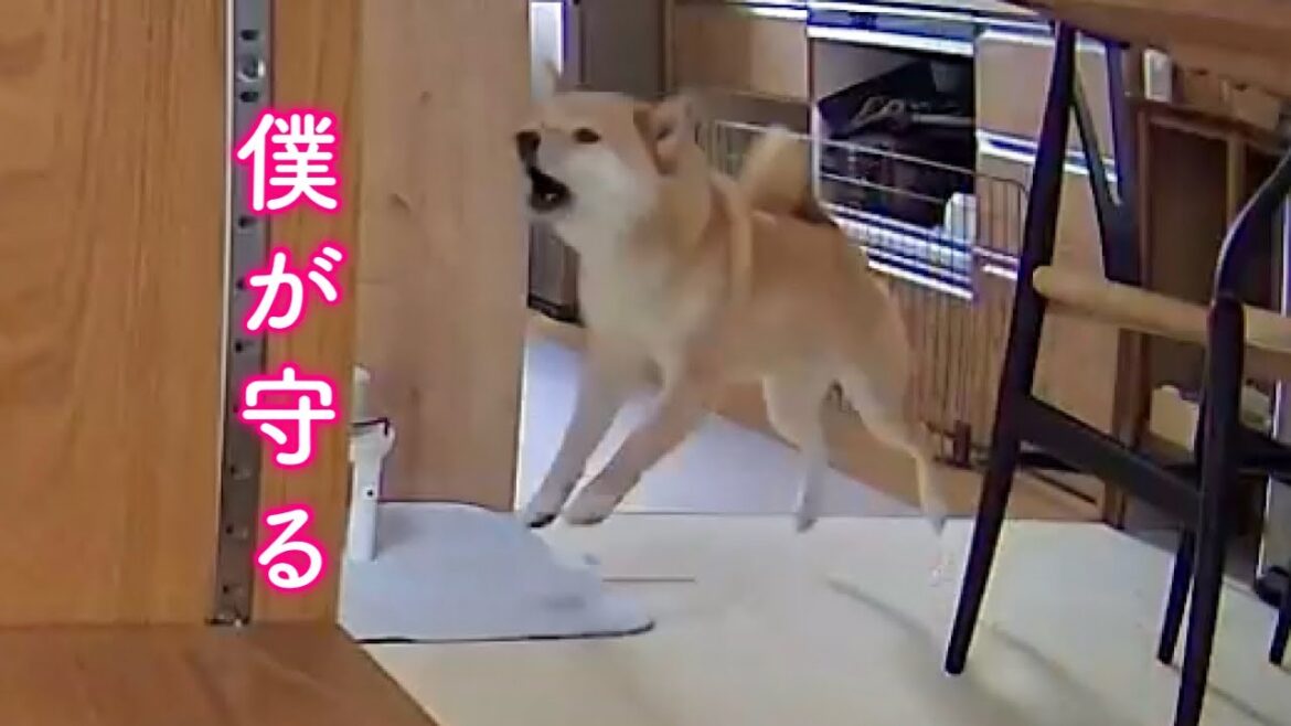 パパがいない日にママと姉柴を守ろうと強烈な番犬を発揮する柴犬