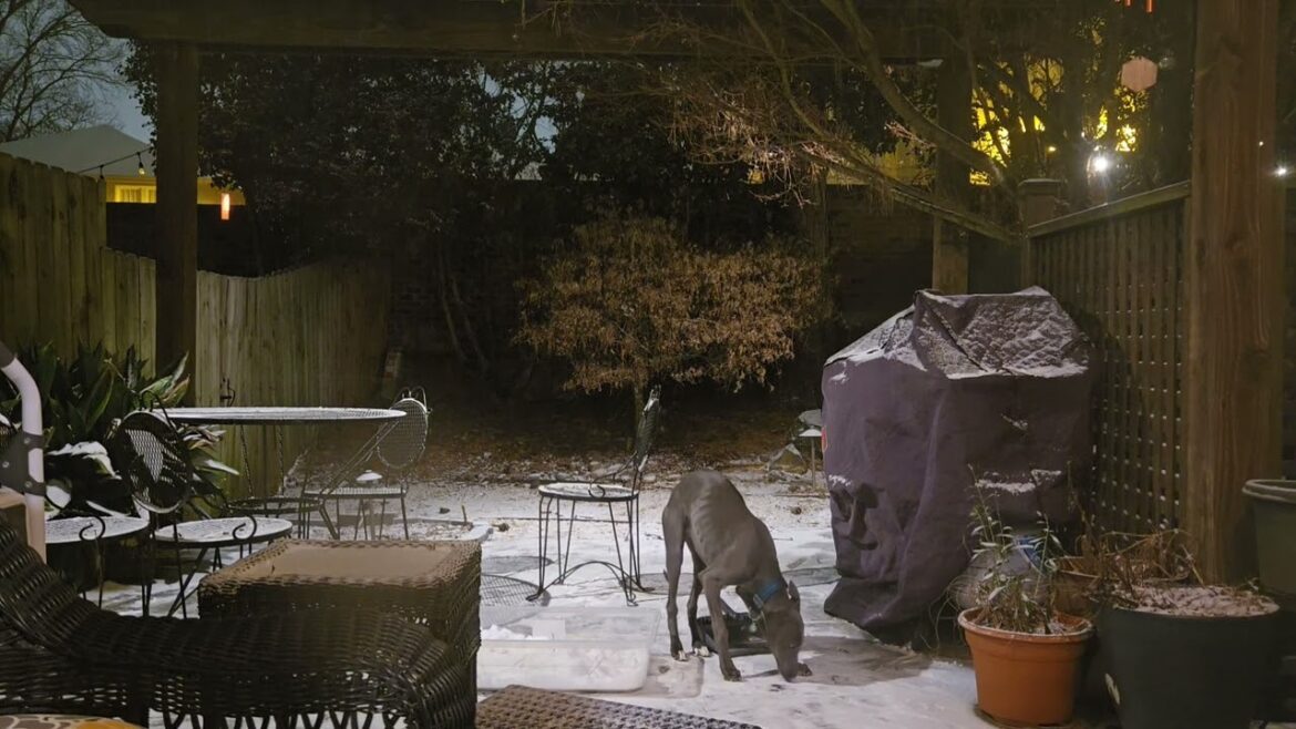 Whippet Mukie 5ヶ月