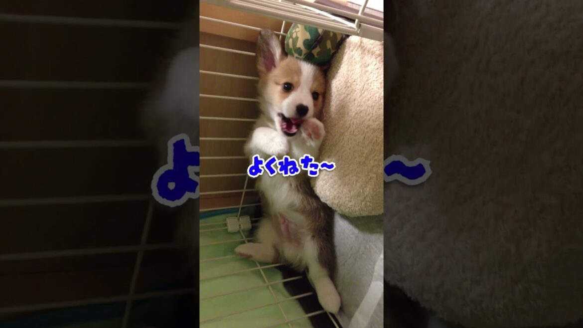 はるてんがきた日 #コーギー #corgi  #パピー #puppy