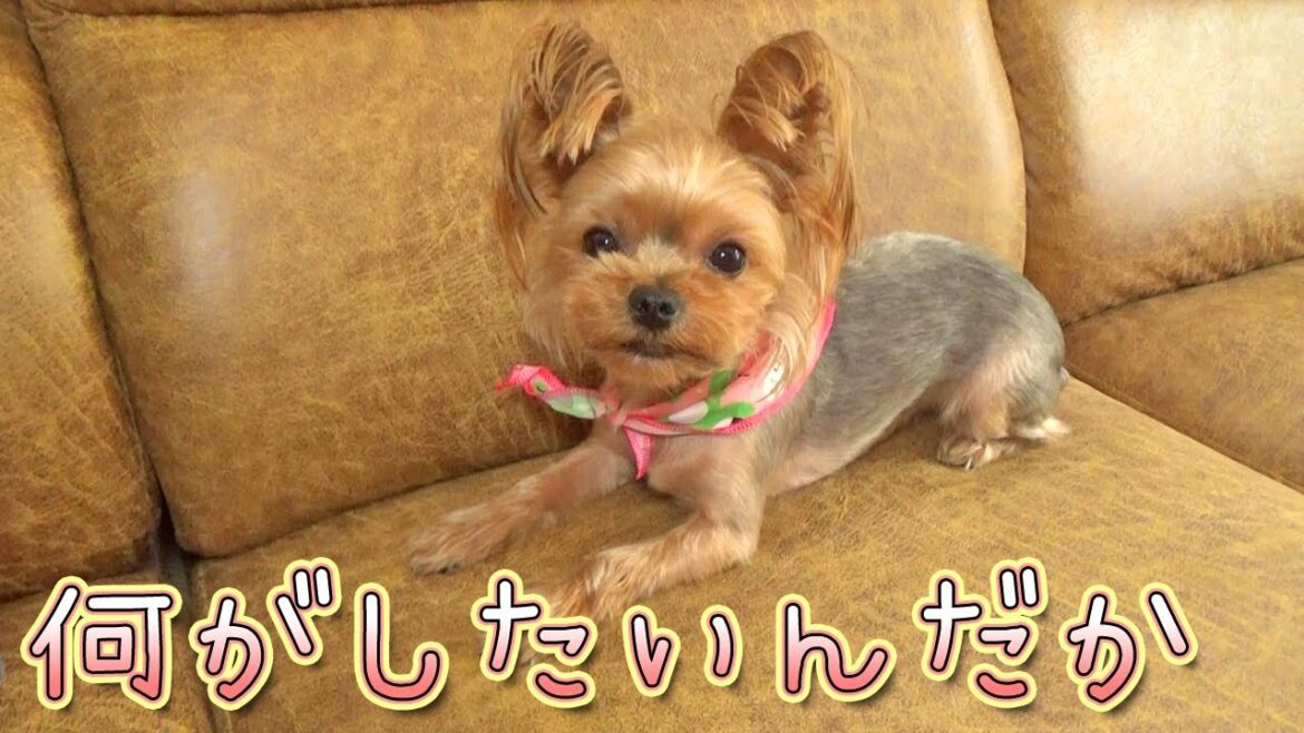 【ヨークシャテリア】結局は食べてしまうヨークシャテリア【Yorkshire Terrier】 【ヨークシャテリア】結局は食べてしまうヨークシャテリア【Yorkshire Terrier】