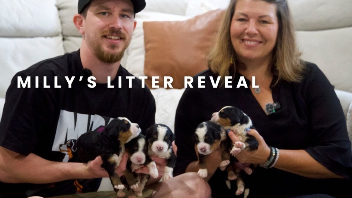 ミリーの F1 ミニ バーニードゥードルの子犬 | 子犬の発表!! ミリーの F1 ミニ バーニードゥードルの子犬 | 子犬の発表!!