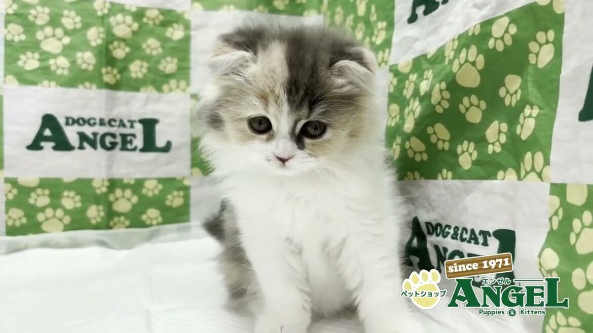 スコティッシュフォールド 2506158 【ペットショップエンゼル　子犬・子猫販売】