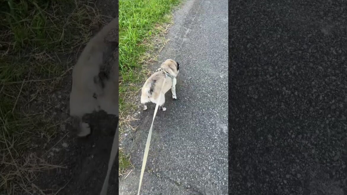 Pug  Maria.5:29