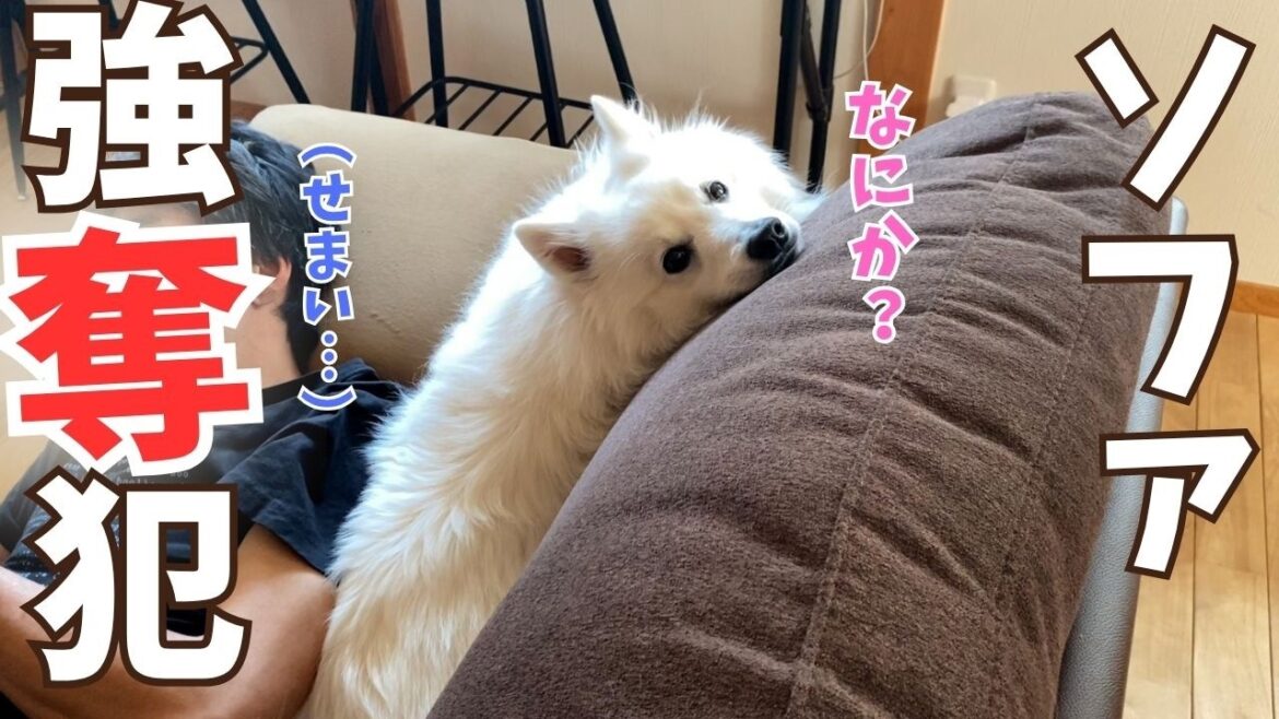 【犬優先社会】日本スピッツがくつろぎはじめると飼い主の自由が奪われる世界線がこちらです