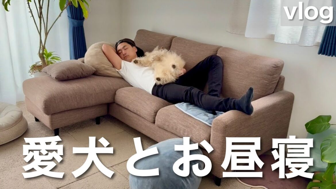 愛犬とお昼寝後に思いっきり遊んだ日!テリア 愛犬とお昼寝後に思いっきり遊んだ日!テリア