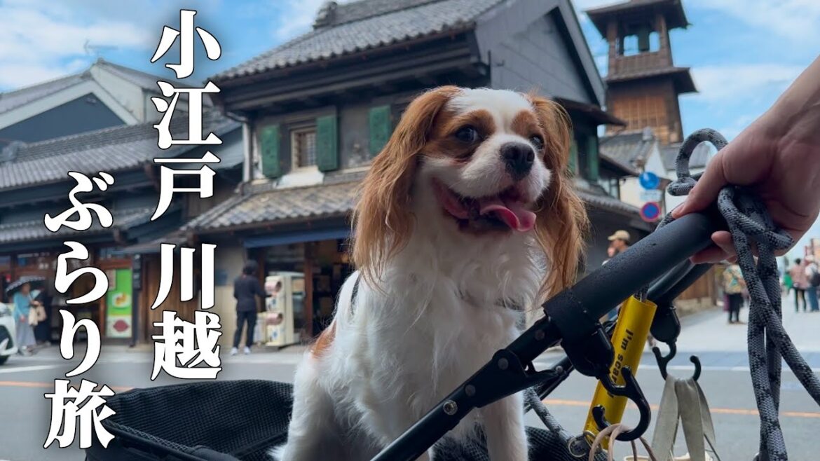 キャバリア犬と小江戸川越を観光‼︎蔵造りの町並みのなか食べ歩きを満喫‼︎ キャバリア犬と小江戸川越を観光‼︎蔵造りの町並みのなか食べ歩きを満喫‼︎