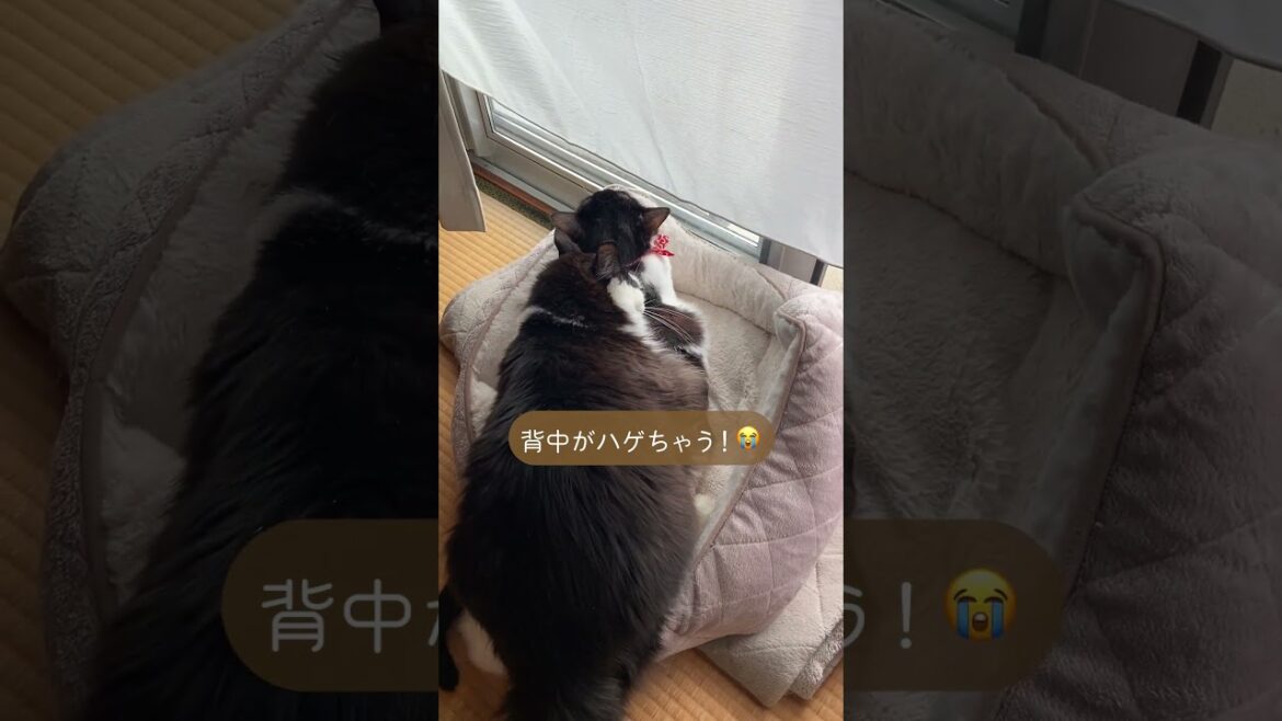 「怒りは6秒で消える」を体現するおデブ猫