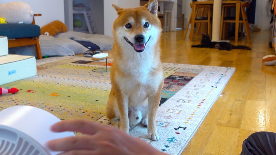 エアコン故障で大ピンチ！柴犬を守るため必死にもがいた結果が、これ。