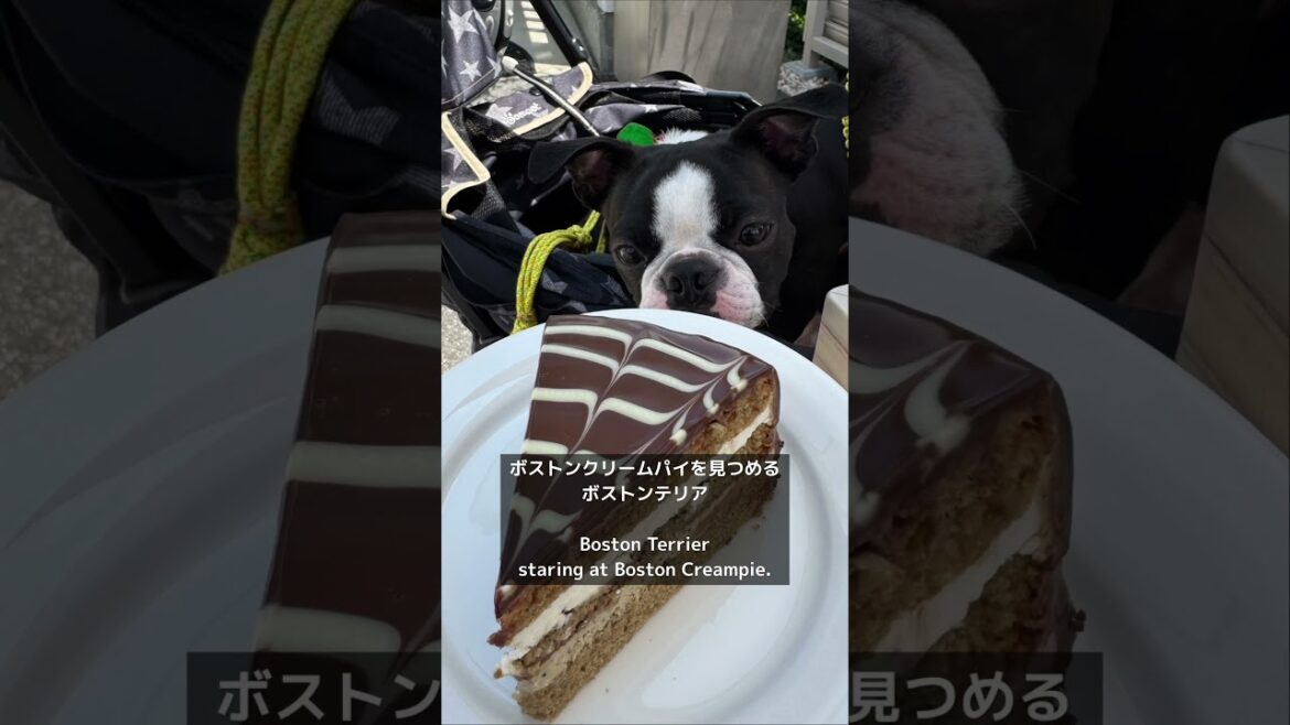 【CISCO COFFEE】ボストンクリームパイを見つめるボストンテリア／Boston Terrier staring at Boston Creampie.