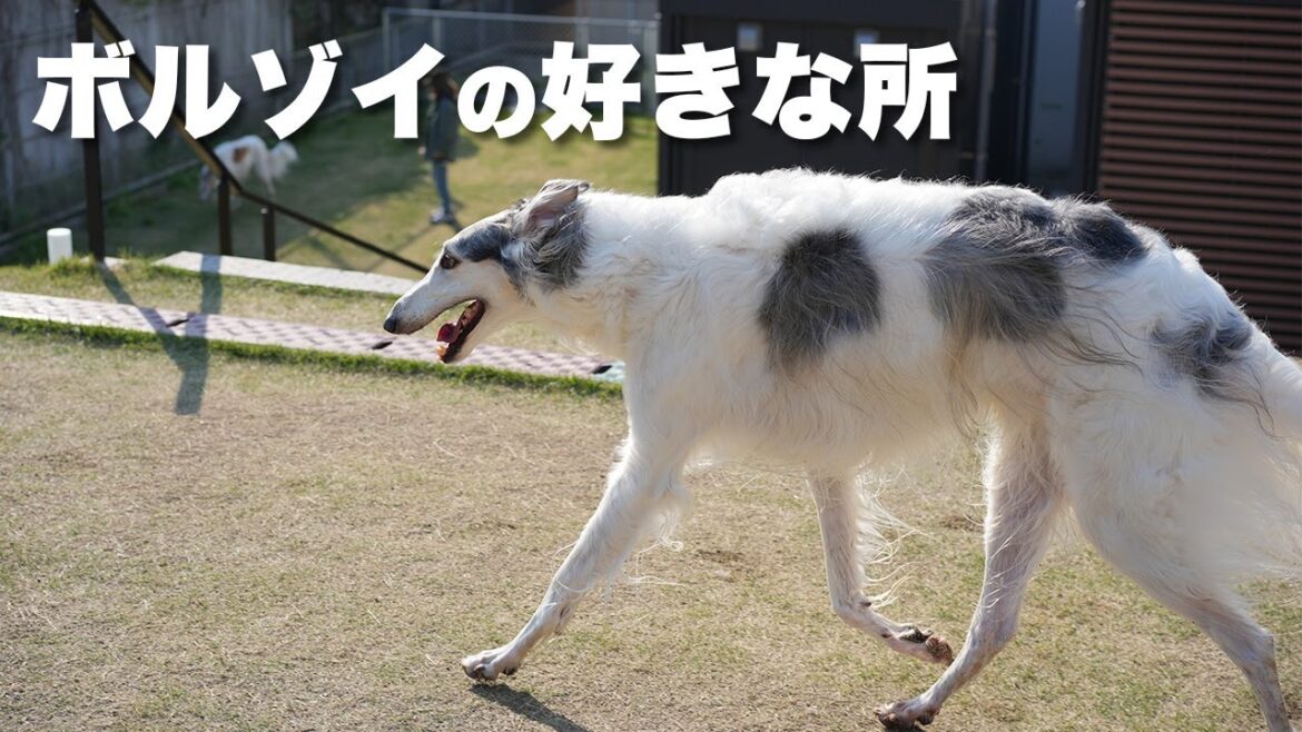 【ボルゾイ】気づいてる！？ボルゾイのここがたまらない！！