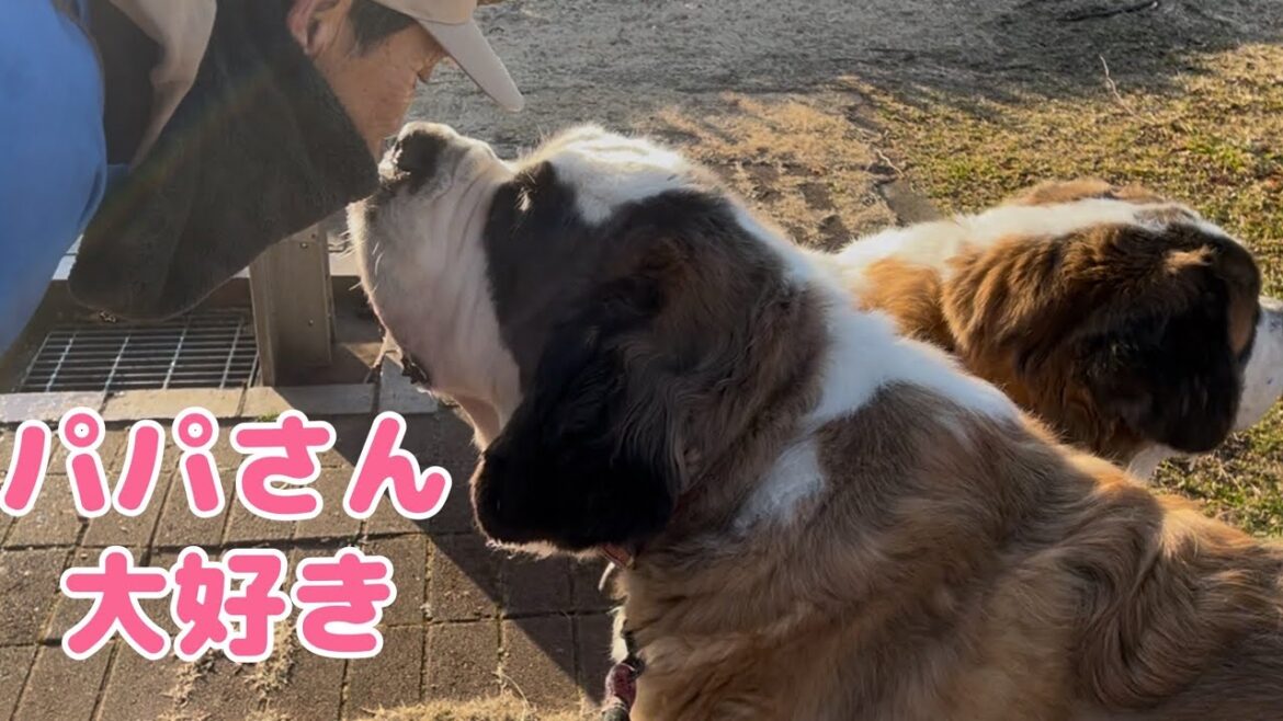 【セントバーナード】朝のお散歩でセントバーナードももママとらら娘から病気がちなパパさんへ感謝の「ちゅ」をしたら、上機嫌になったパパさんからは、2度目のお散歩のご褒美をもらいました。 【セントバーナード】朝のお散歩でセントバーナードももママとらら娘から病気がちなパパさんへ感謝の「ちゅ」をしたら、上機嫌になったパパさんからは、2度目のお散歩のご褒美をもらいました。