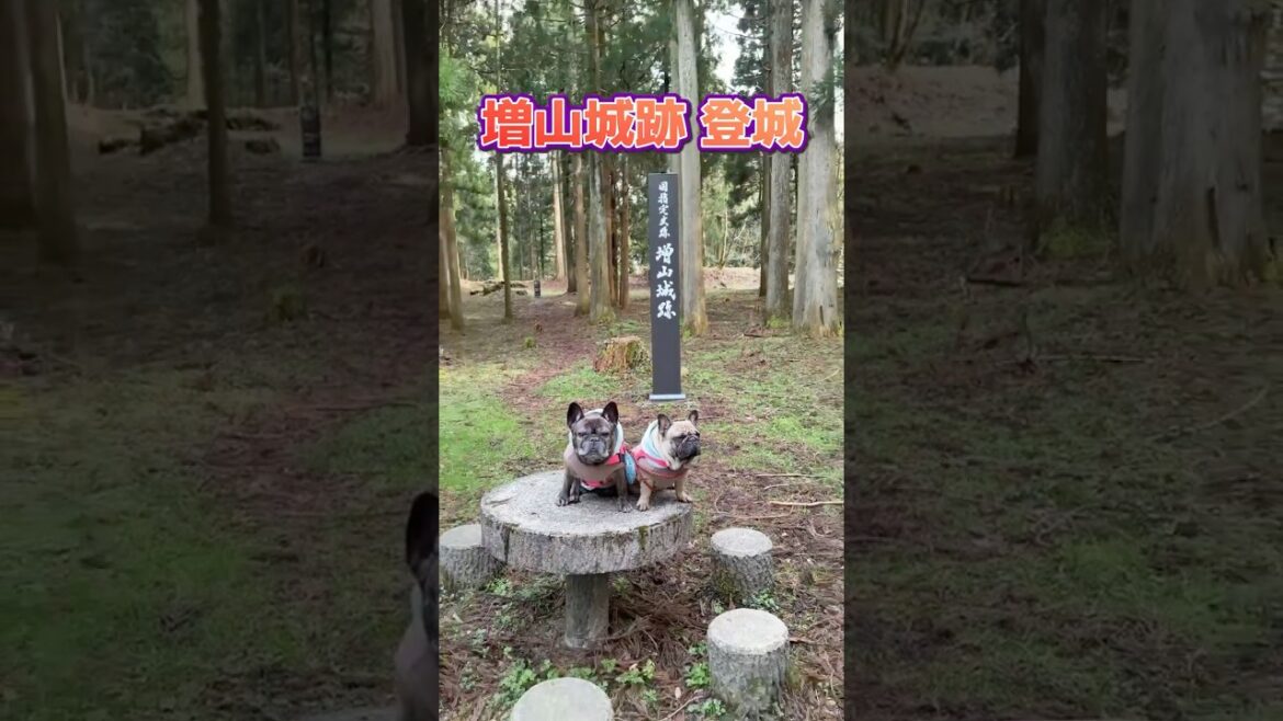 続日本100名城135増山城跡登城したフレブル#frenchbulldog #富山県 #フレンチブルドッグ #frenchbulldog #japanesecastle #わんことおでかけ