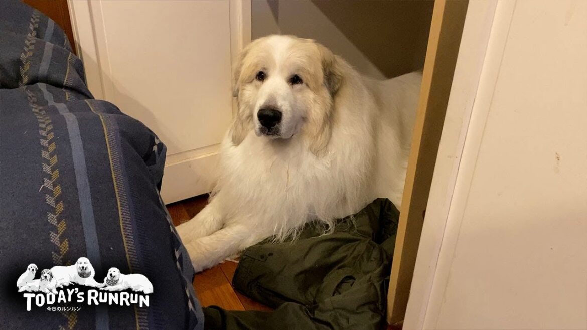 雷が怖くて...お父さんのクローゼットから出てこないアランです　Great Pyrenees　グレートピレニーズ