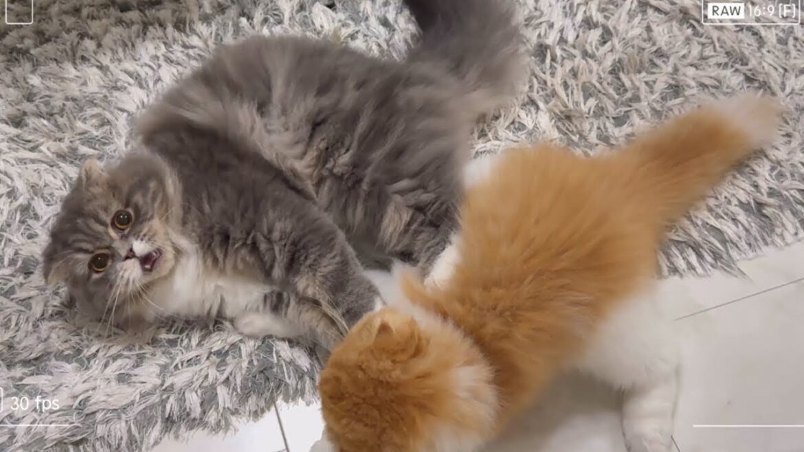 【スコティッシュフォールド】喧嘩中にカメラ目線でチラ見してくる猫【ぷく、もふ】 【スコティッシュフォールド】喧嘩中にカメラ目線でチラ見してくる猫【ぷく、もふ】