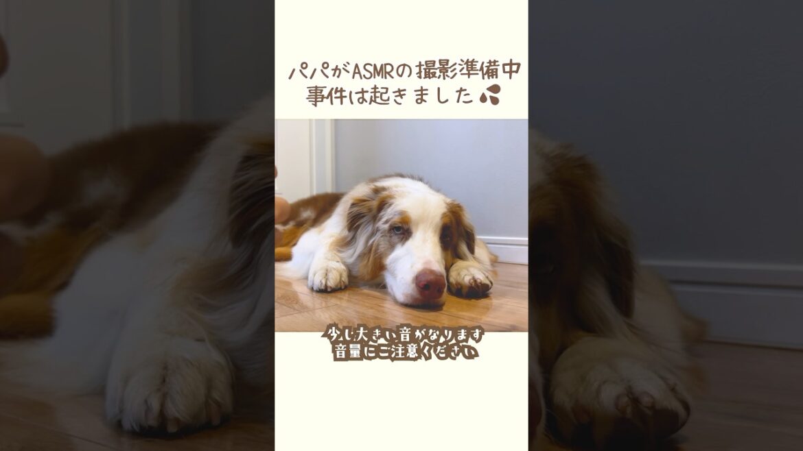 鼻息ASMRを撮ろうと思ったら事件が起きました😂【ボーダーコリー・オーストラリアンシェパード】#shorts