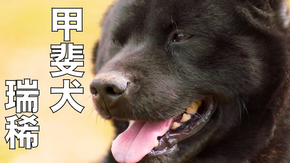 【甲斐犬】瑞稀くんの引越しライブ15時30分より配信 【甲斐犬】瑞稀くんの引越しライブ15時30分より配信