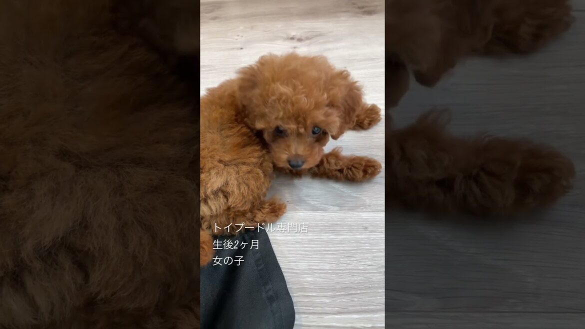 トイプードル専門店の子犬です。生後2ヶ月、女の子。かわいく人懐こい子に育っています。#トイプードル #トイプードル子犬 #トイプードルレッド