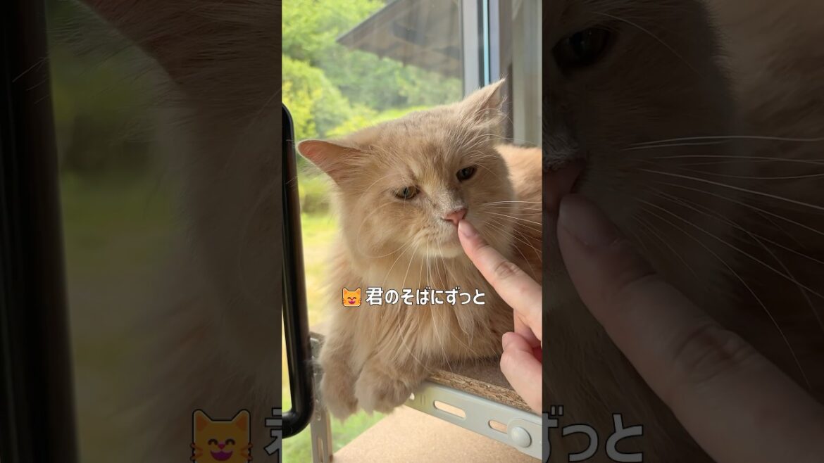 トイレの砂荒らし【サイベリアン・ずんだ】 #shorts #サイベリアン #猫 #猫砂