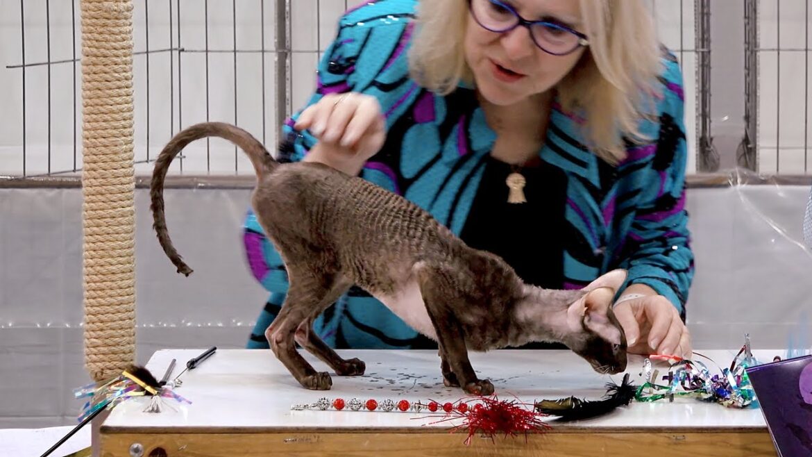 CFA International Show 2018 – Cornish Rex in adult class judging CFA International Show 2018 - Cornish Rex in adult class judging