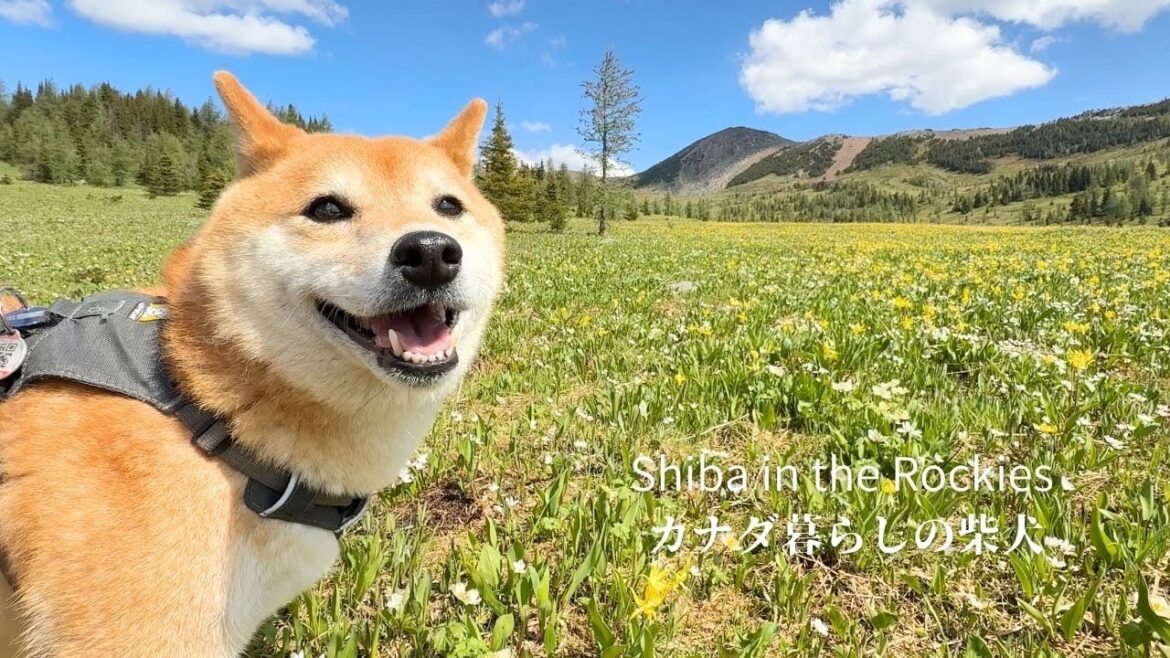 山を覆いつくすほどの花の群生地に柴犬を連れていってみた結果がこちらです [4K]