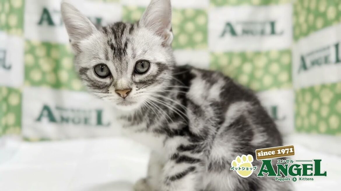アメリカンショートヘアー 2506126 【ペットショップエンゼル　子犬・子猫販売】