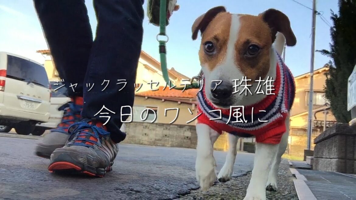 今日のワンコ風　ジャックラッセルテリア　珠雄　Jack Russell Terrier