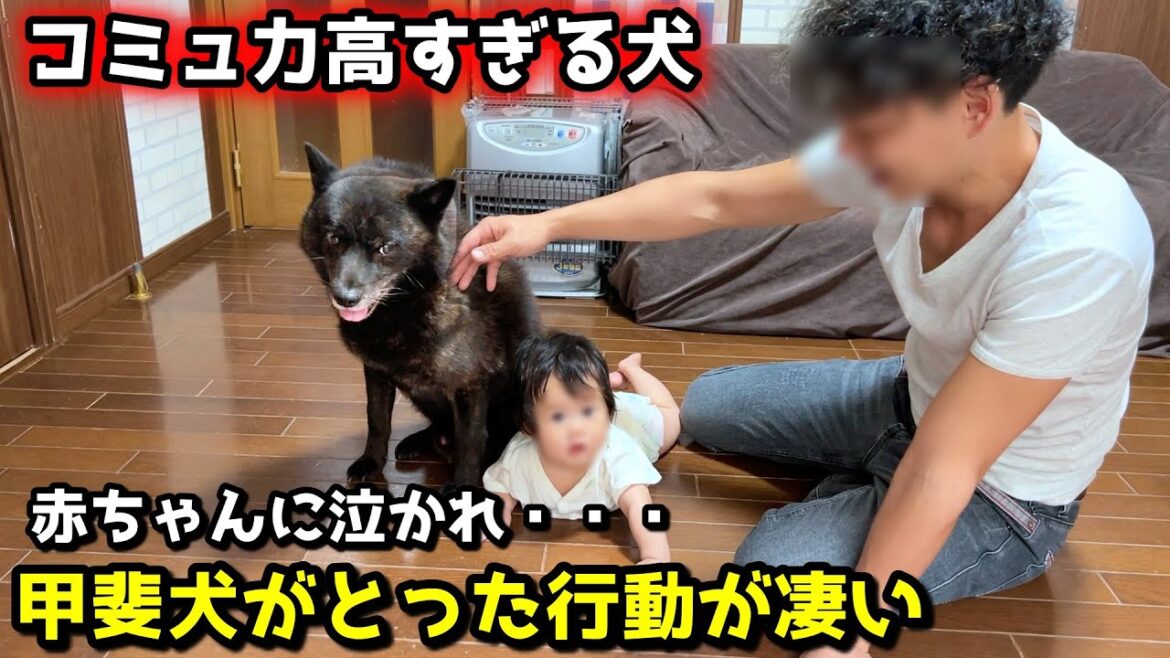 【ほっこり】赤ちゃんに泣かれ、仲良くなりたい愛犬がとった行動が凄い
